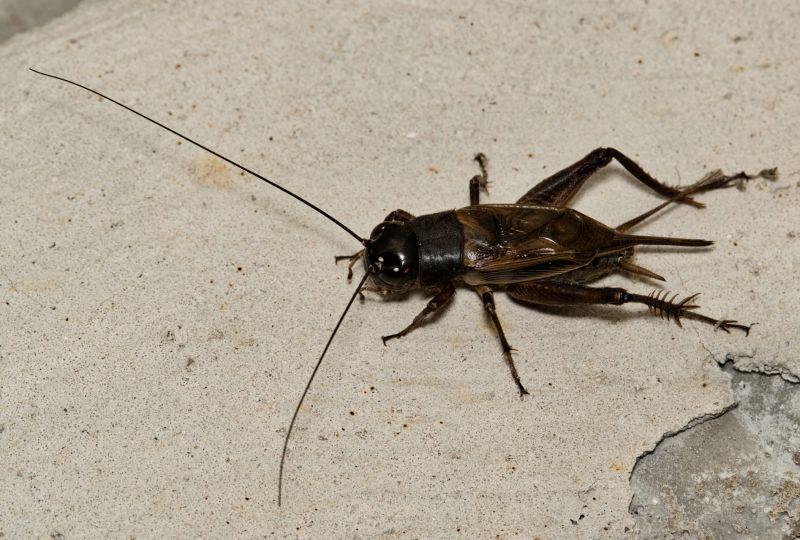 Cricket Control Service in Mckinney, TX