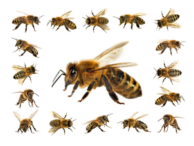 Why Professional Bee Pest Control Is Safer Than Diy Removal