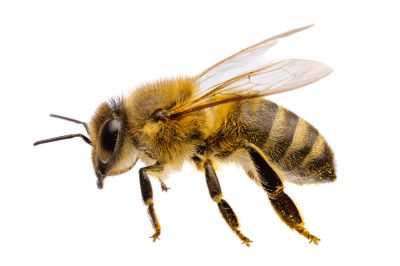 Why Professional Bee Pest Control Is Safer Than Diy Removal