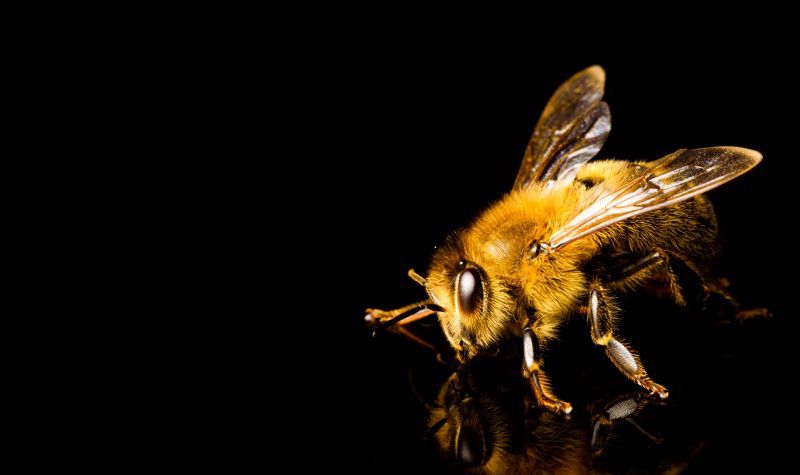 Why Professional Bee Pest Control Is Safer Than Diy Removal